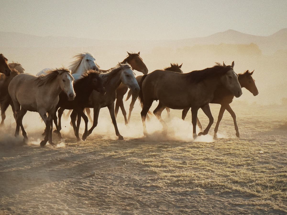 Chevaux au galop sur une plaine aride