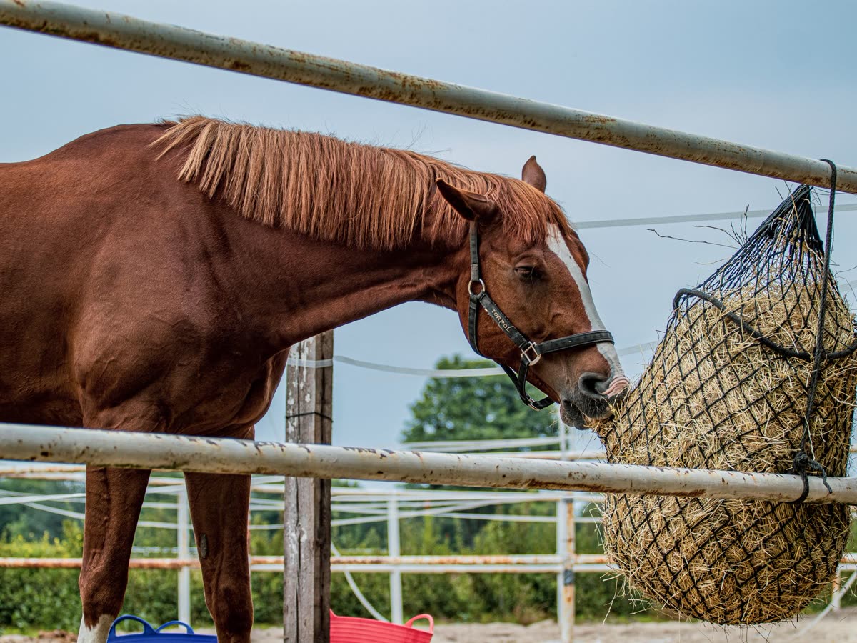 Cheval alezan mangeant du foin dans un filet
