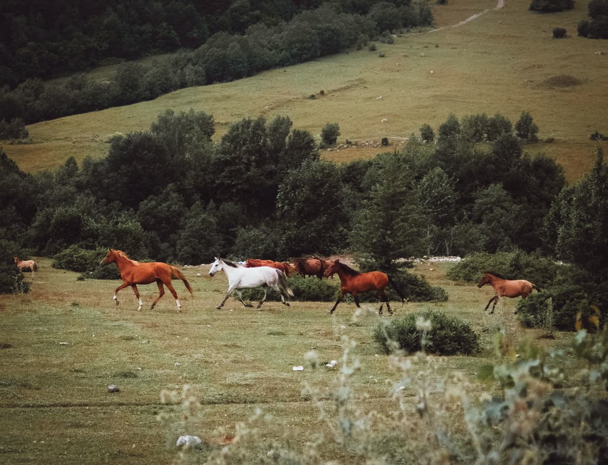 Chevaux dans un pré avec une haie en arrière-plan