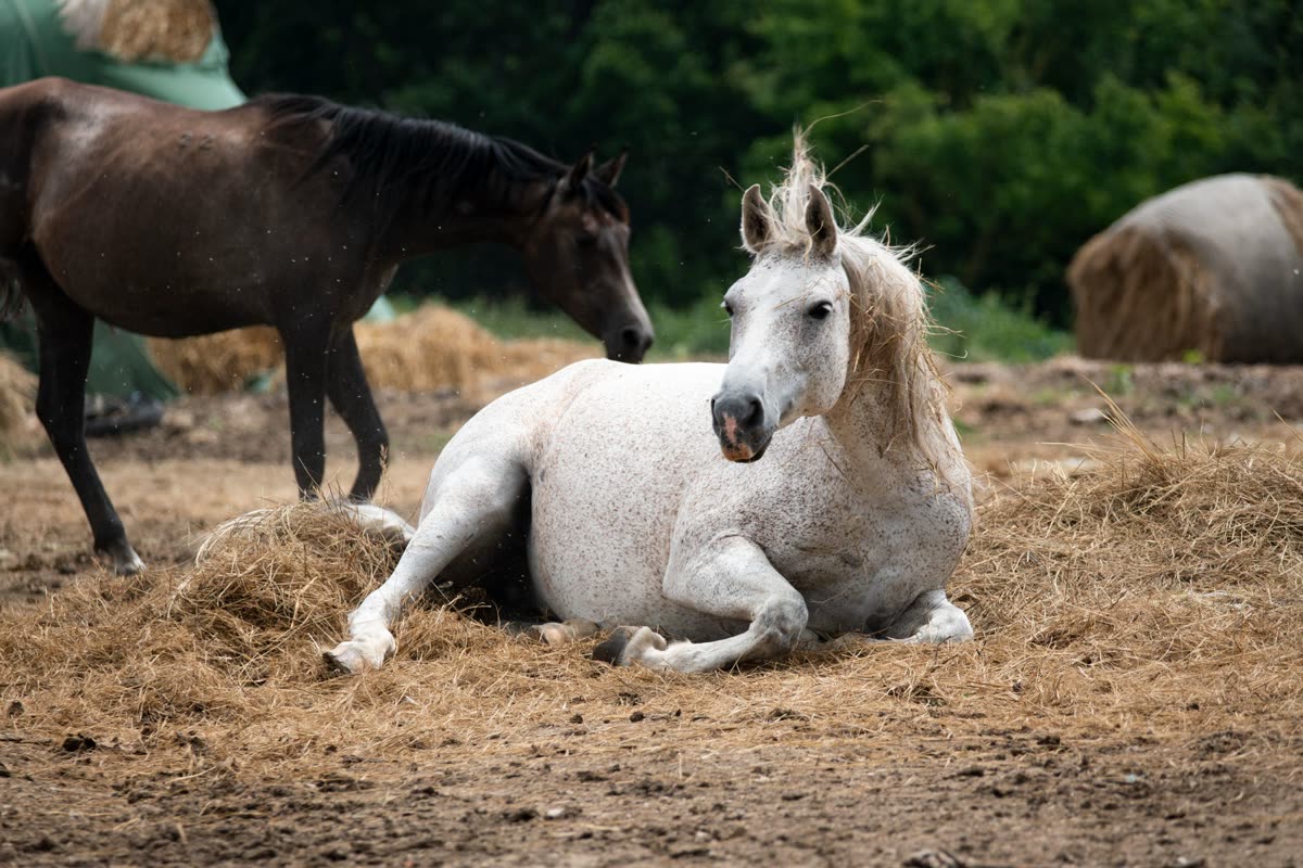 Cheval couché dans la paille, un autre cheval debout derrière lui