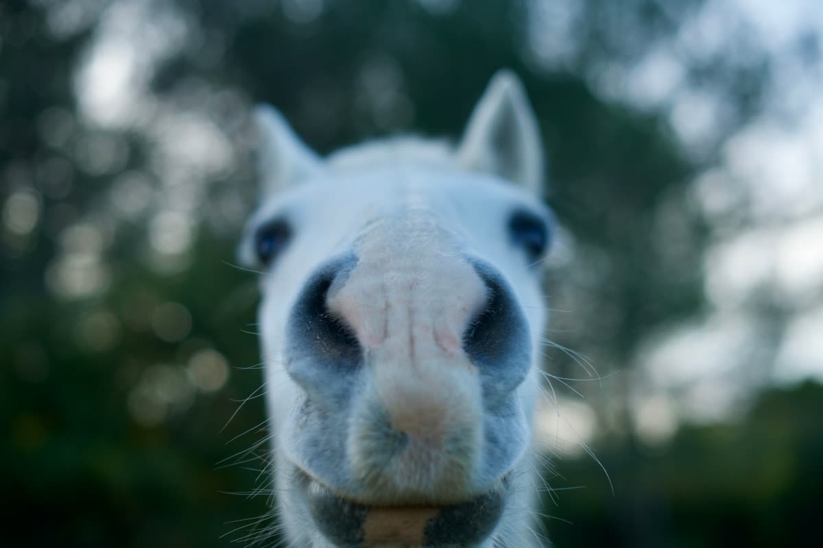 Tête de cheval blanc et noir, oreilles orientées vers l'avant