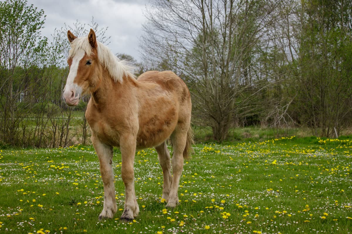 Poney dans un pré de printemps fleuri de pissenlits