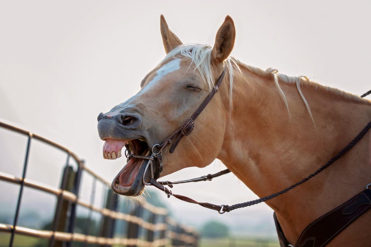 Cheval palomino qui ouvre grand la bouche en montrant ses dents
