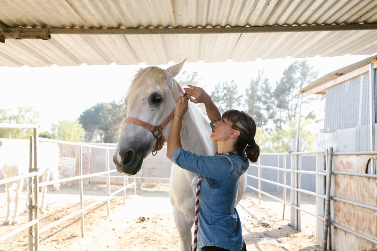 Vétérinaire examinant un cheval blanc