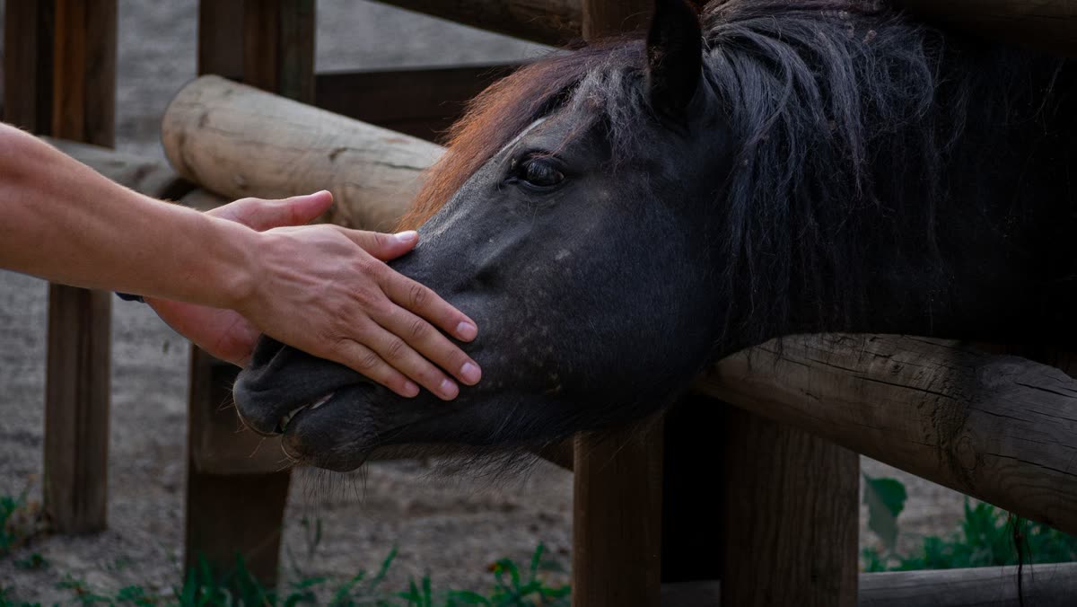 Une main posée sur le chanfrein d'un cheval, par-dessus une barrière