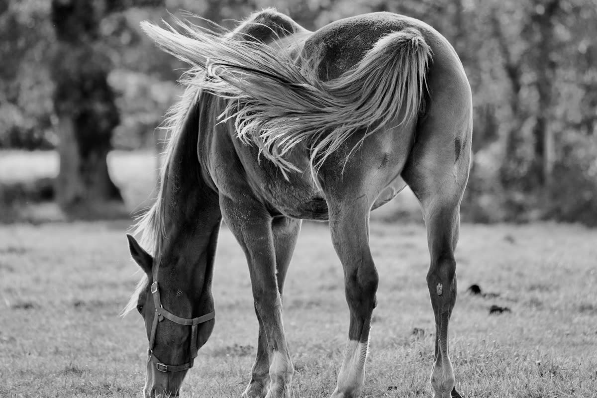 Cheval qui broute, la queue soulevée par le vent, en noir et blanc