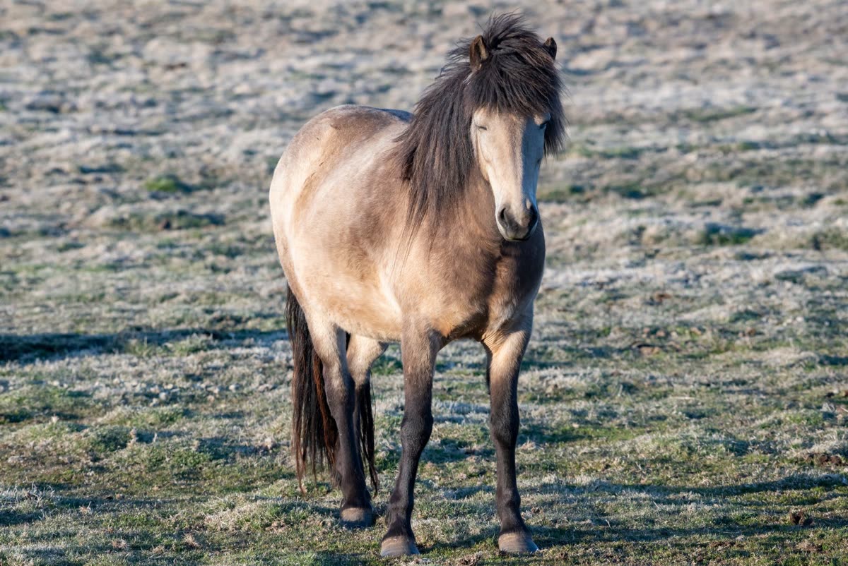 Cheval seul sur un pré en hiver