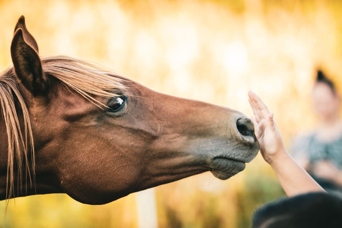 Personne touchant le nez d'un cheval