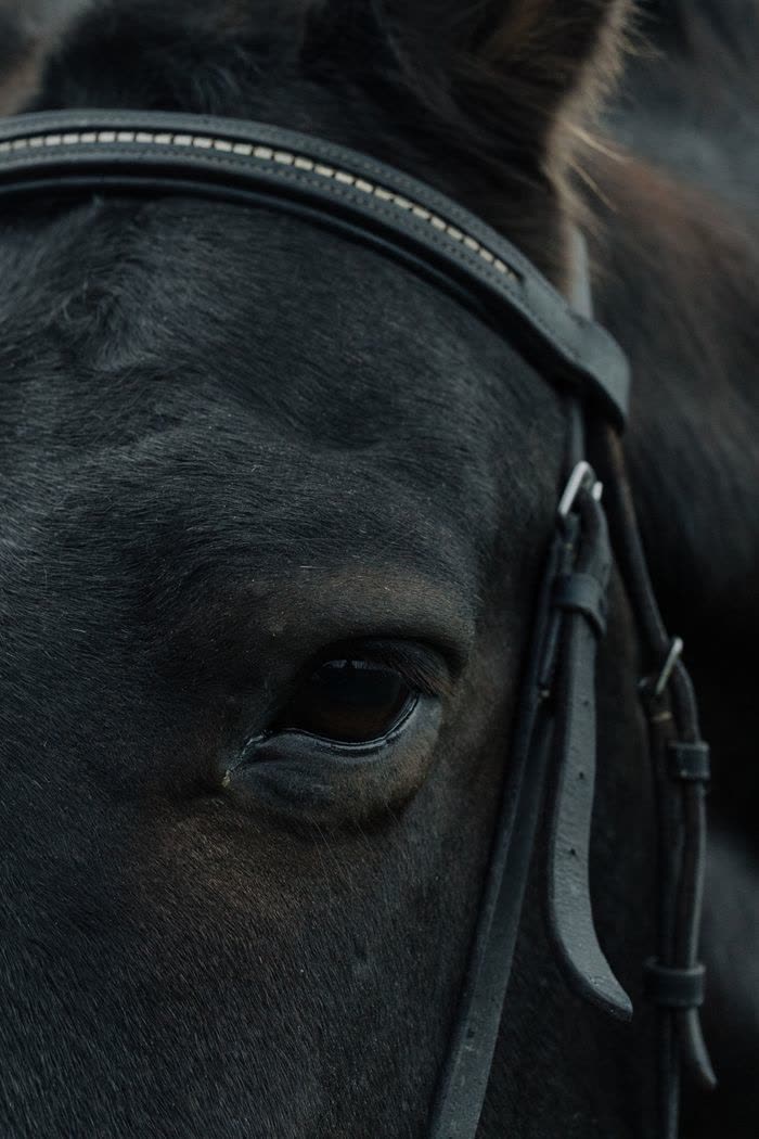 Œil d'un cheval noir vu de très près, avec sa bride