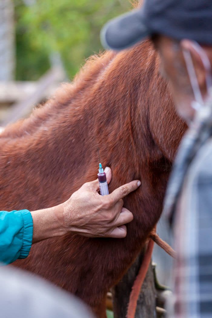 Main tenant une seringue contre l'encolure d'un cheval