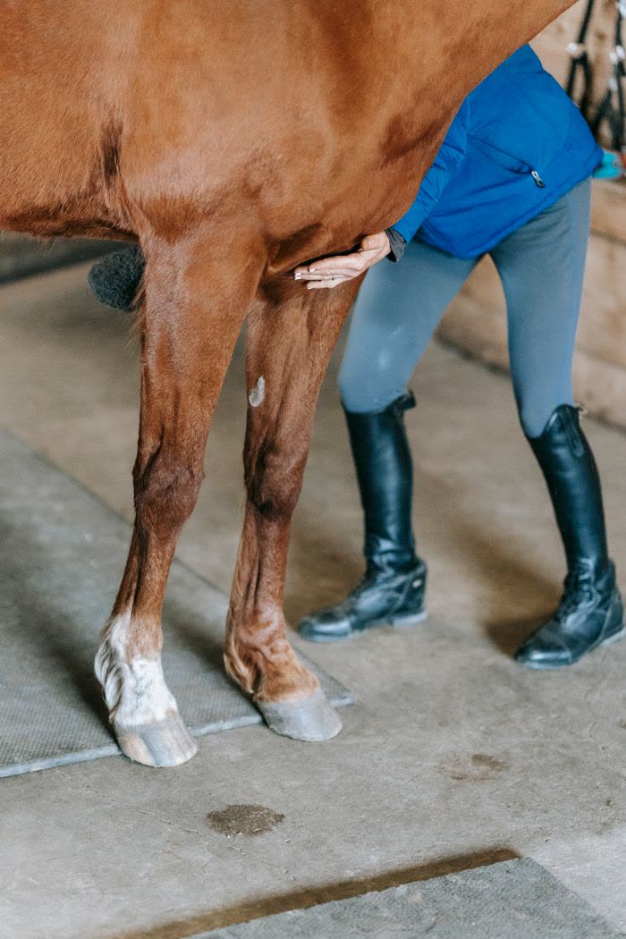Personne examinant la jambe d'un cheval alezan