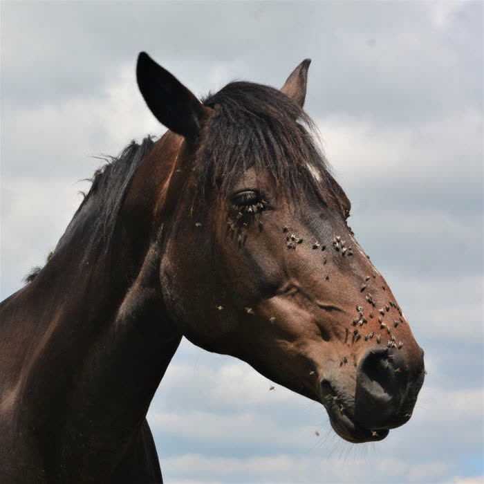 Tête de cheval avec des mouches autour des yeux et du chanfrein
