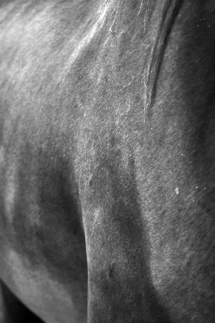 Gros plan sur la robe d'un cheval, en noir et blanc