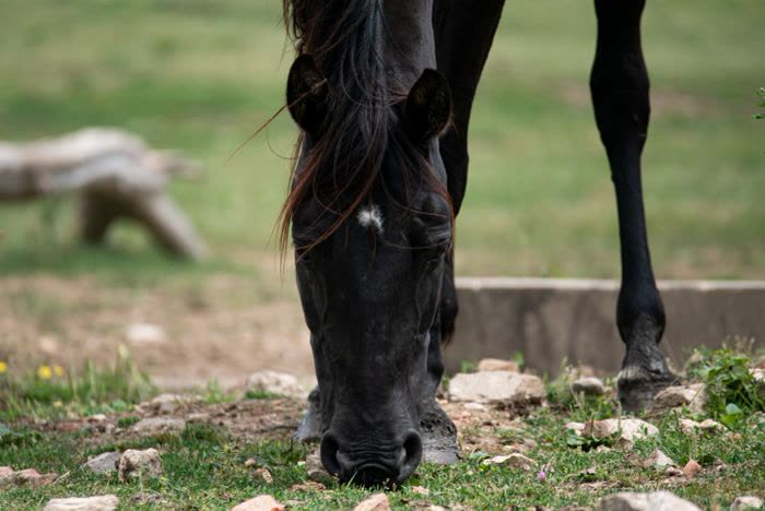 Cheval noir qui broute, tête baissée