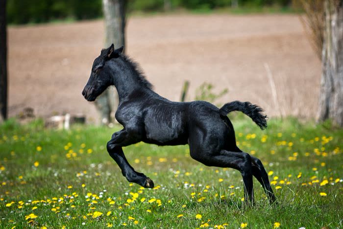 Poulain noir qui galope dans un pré fleuri