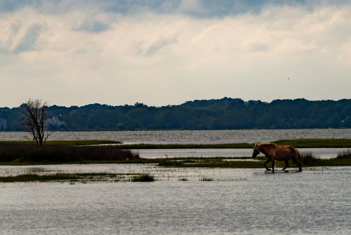 Cheval marchant dans l'eau peu profonde d'un marais