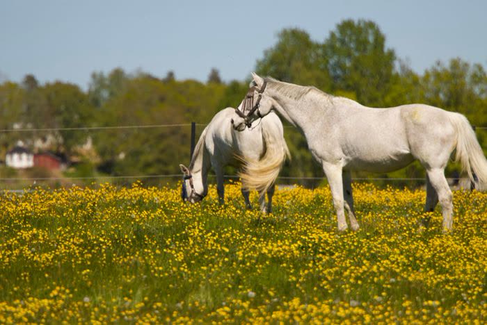 Deux chevaux blancs dans un pré fleuri au printemps