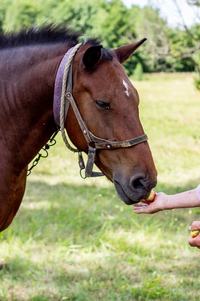 Cheval mangeant une pomme donnée à la main
