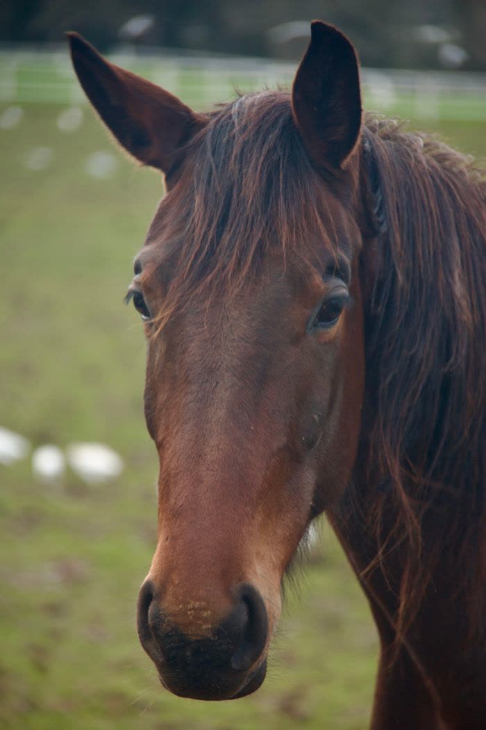 Portrait d'une jument sur fond de pré flou
