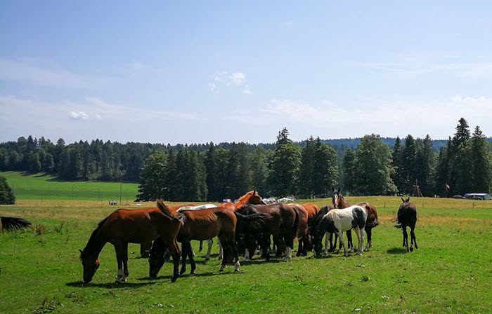 Groupe de chevaux broutant dans un pré de montagne