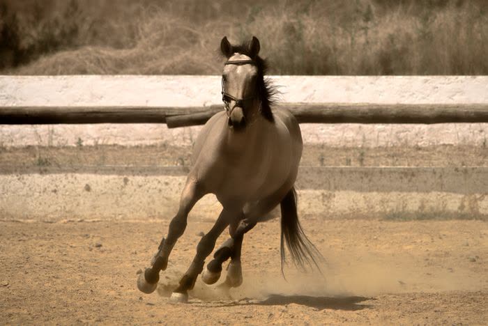 Cheval au galop dans une carrière poussiéreuse