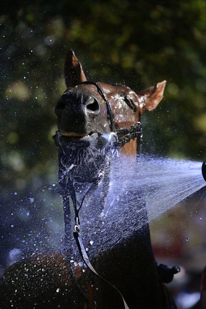 Cheval douché à l'eau après un effort