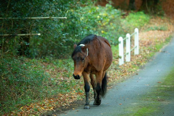 Cheval marchant sur un sentier forestier