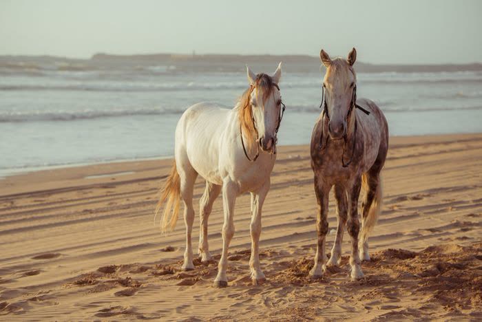 Deux chevaux sur une plage de sable