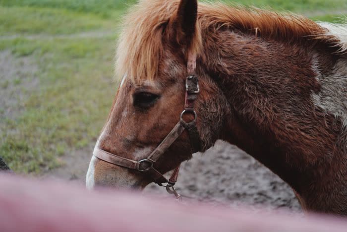 Cheval mouillé dans un pré