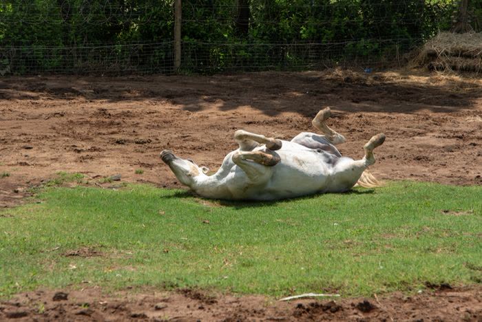 Cheval en train de se rouler dans l'herbe