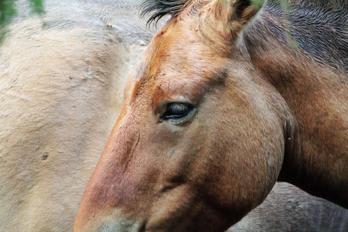 Gros plan sur la tête d'un cheval de type Przewalski