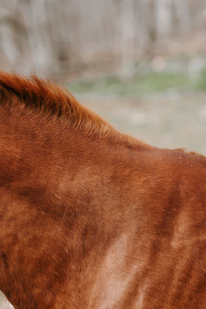 Gros plan sur l'encolure d'un cheval alezan