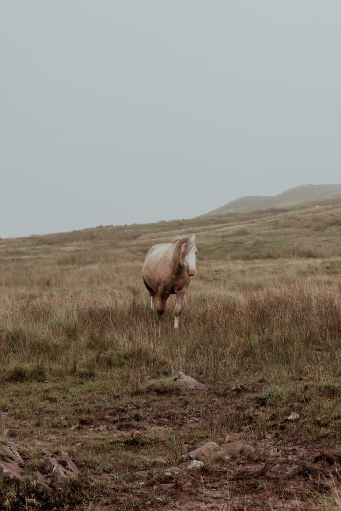 Cheval seul dans une vaste prairie