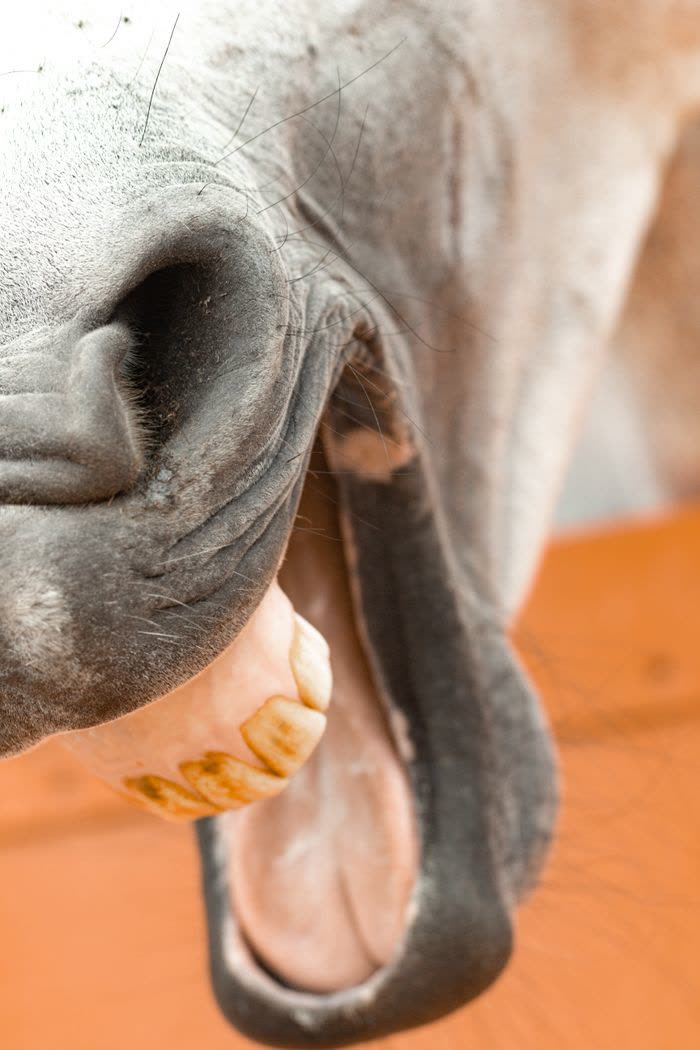 Cheval blanc bouche ouverte montrant ses dents