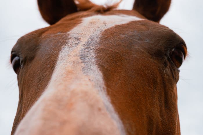 Gros plan sur le visage d'un cheval alezan