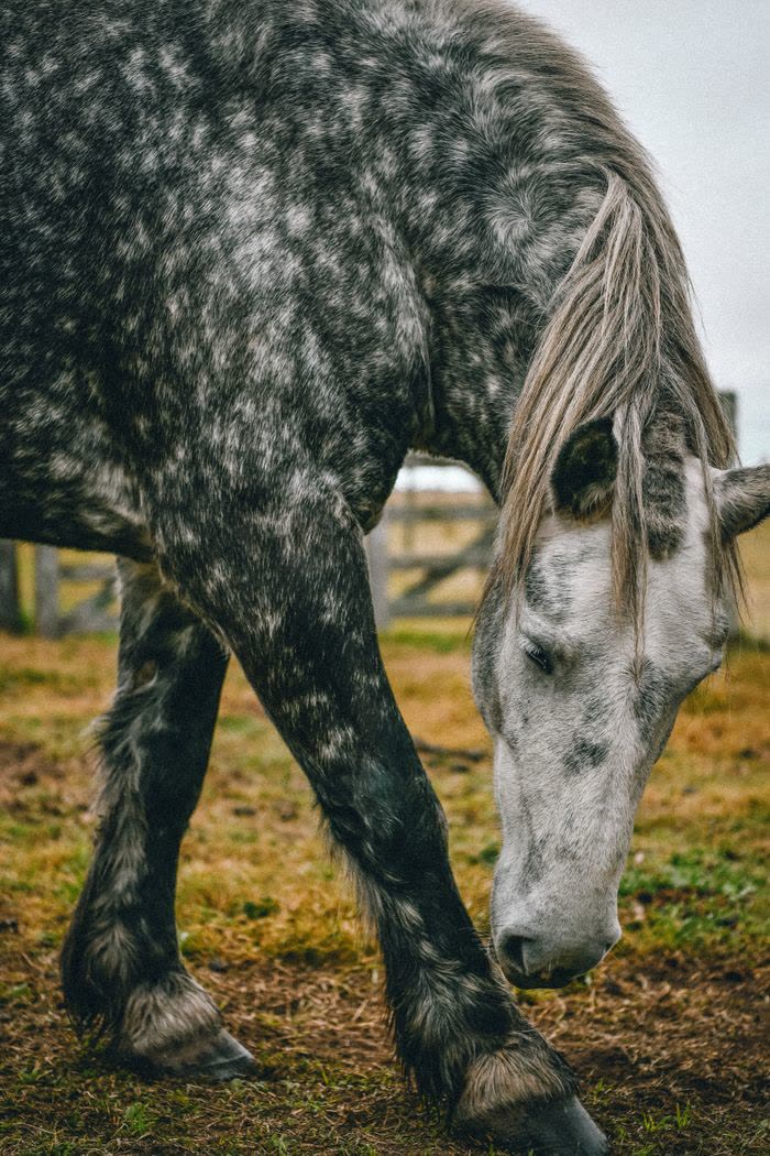 Gros plan sur un cheval de robe grise