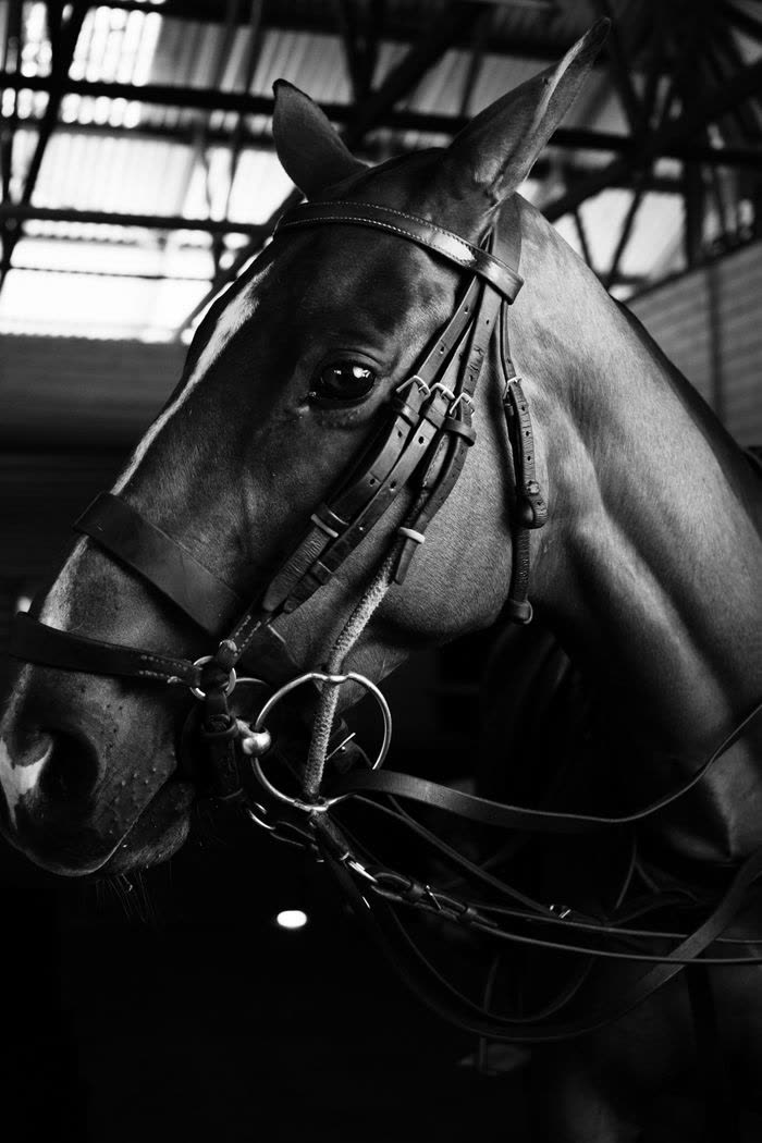 Portrait en noir et blanc d'un étalon avec son harnachement