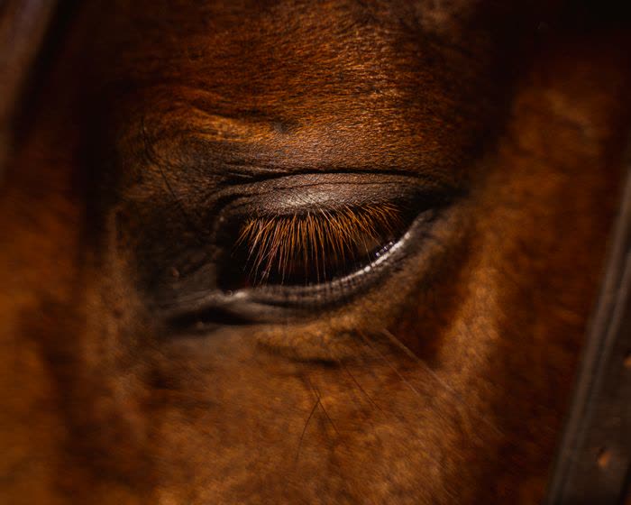 Gros plan macro sur l'œil d'un cheval