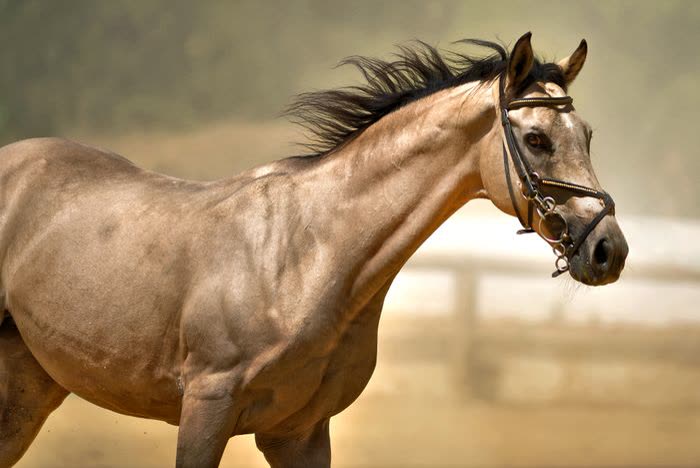 Vue de profil d'un cheval en mouvement
