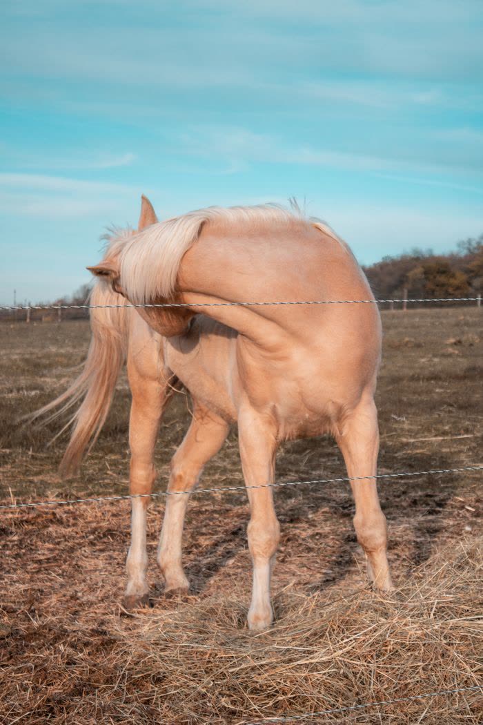 Cheval qui se gratte le dos