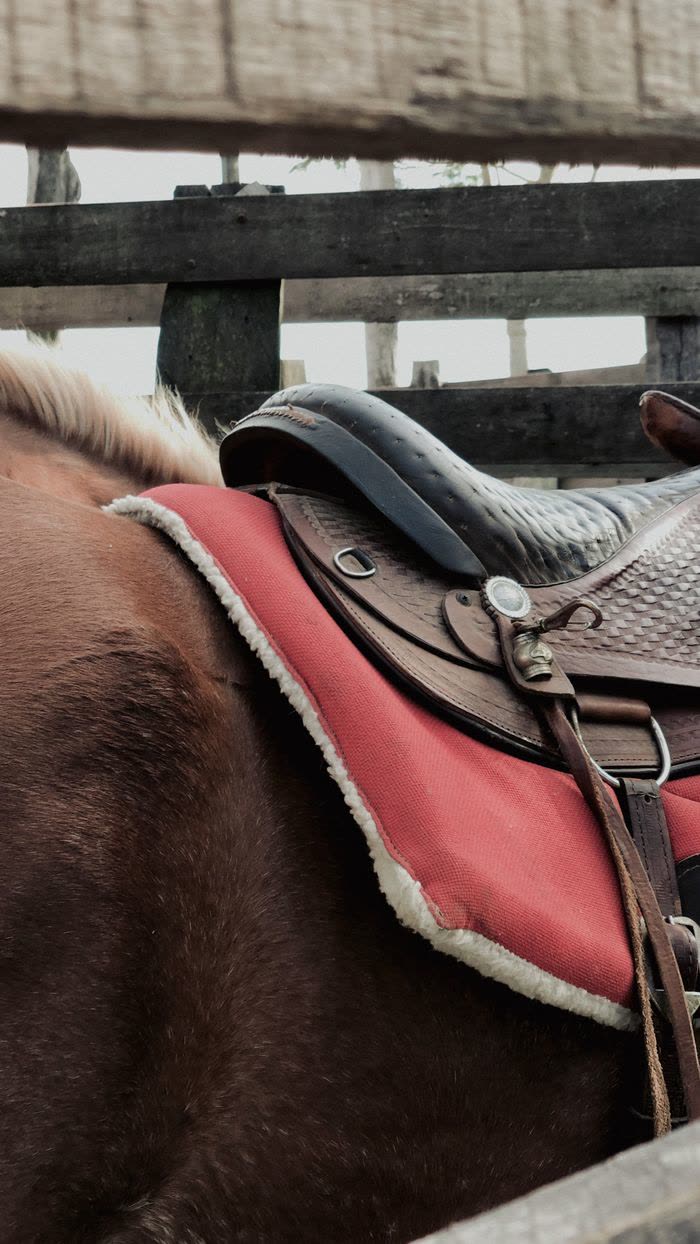 Gros plan sur une selle posée sur le dos d'un cheval