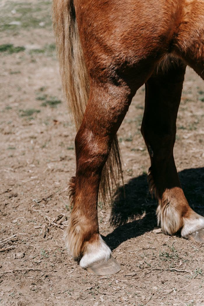 Gros plan sur la jambe d'un cheval brun