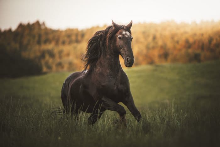 Cheval noir au galop dans un pré