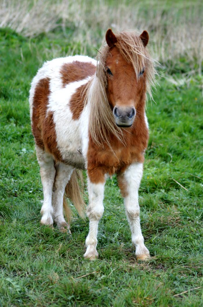 Poney Shetland debout dans l'herbe