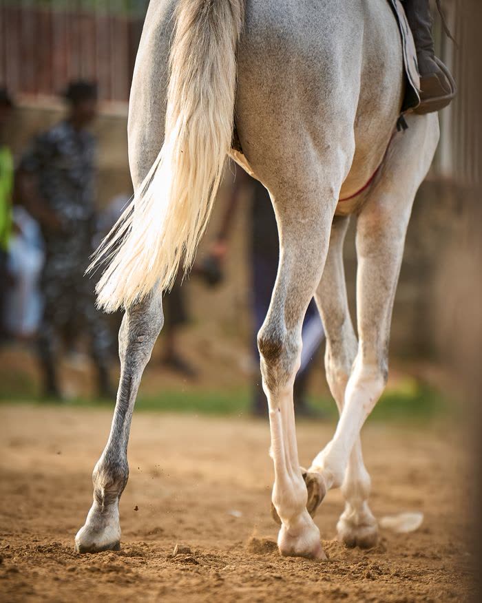 Membres postérieurs d'un cheval gris en mouvement