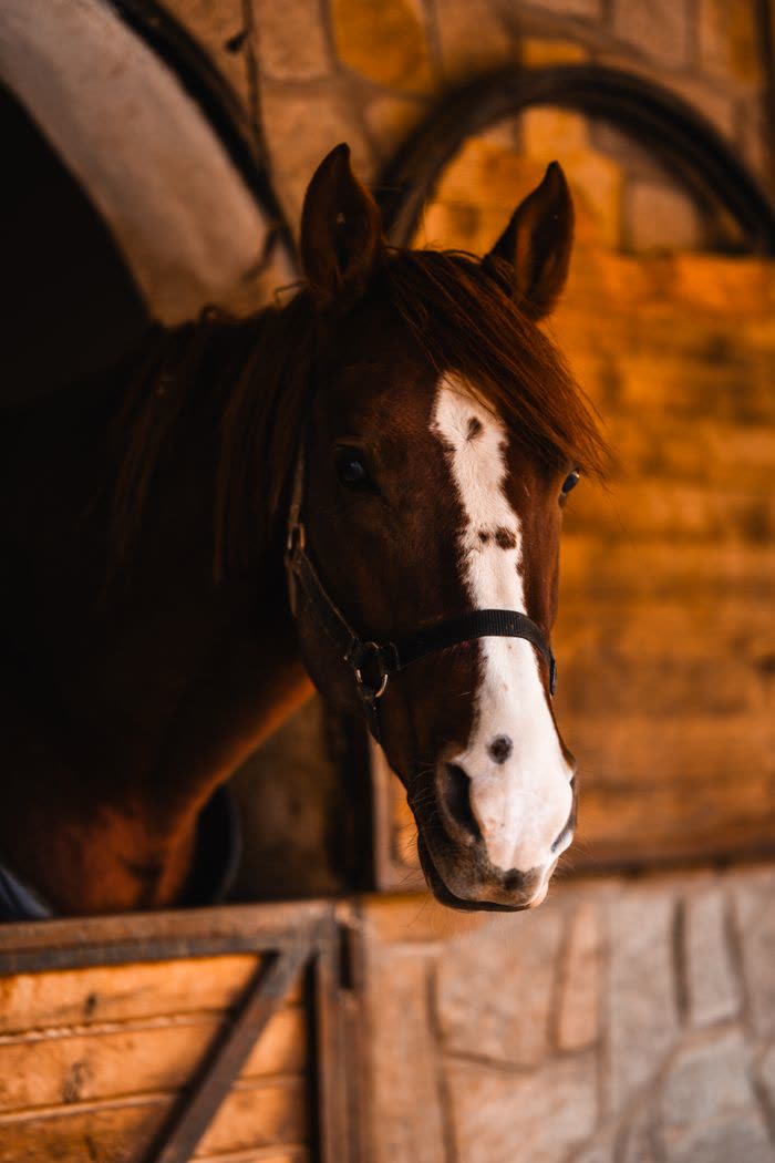 Cheval brun dans une écurie