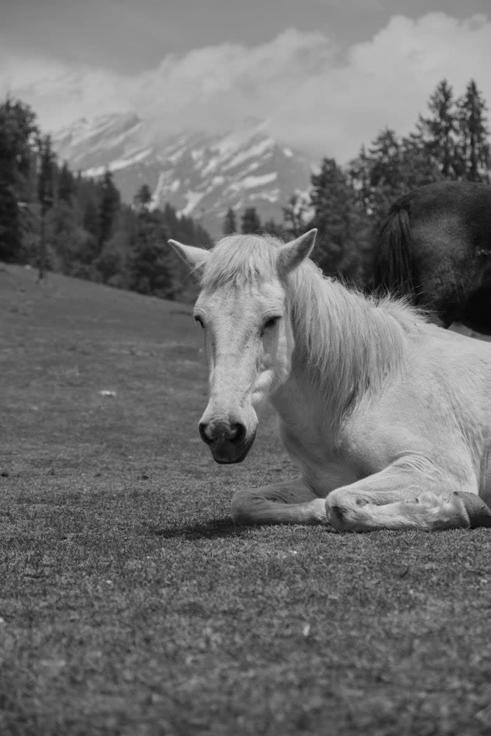 Cheval couché dans l'herbe, en noir et blanc
