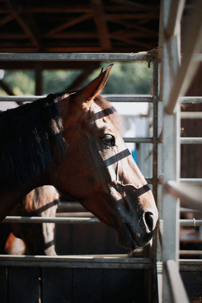 Cheval bai seul dans un box d'écurie