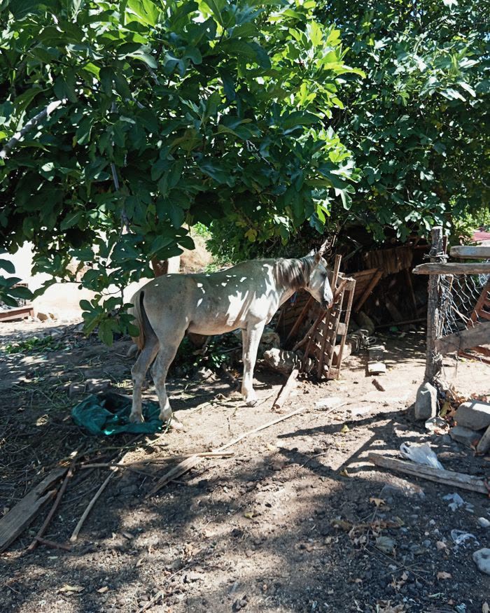 Cheval se reposant à l'ombre d'un arbre