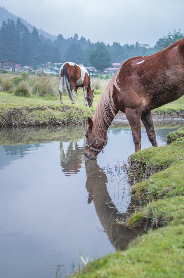 Cheval buvant l'eau d'un ruisseau